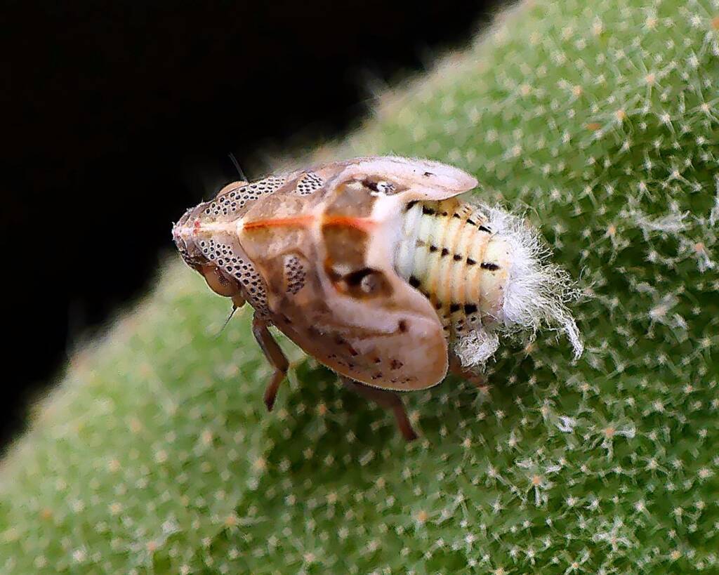 Fatid Planthopper (suborder Auchenorrhyncha, family Flatidae), Adelaide SA © Marianne Broug