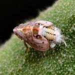 Flatid Planthopper (suborder Auchenorrhyncha, family Flatidae), Adelaide SA © Marianne Broug