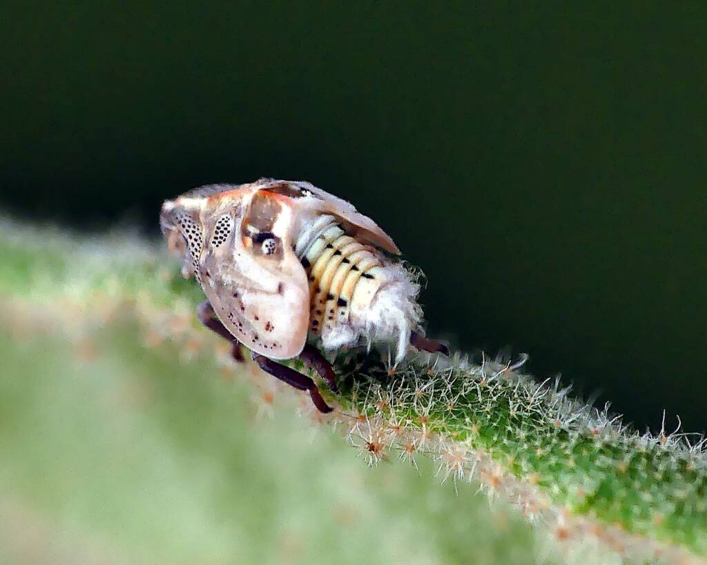 Fatid Planthopper (suborder Auchenorrhyncha, family Flatidae), Adelaide SA © Marianne Broug