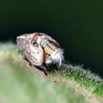 Flatid Planthopper (suborder Auchenorrhyncha, family Flatidae), Adelaide SA © Marianne Broug