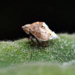 Flatid Planthopper (suborder Auchenorrhyncha, family Flatidae), Adelaide SA © Marianne Broug