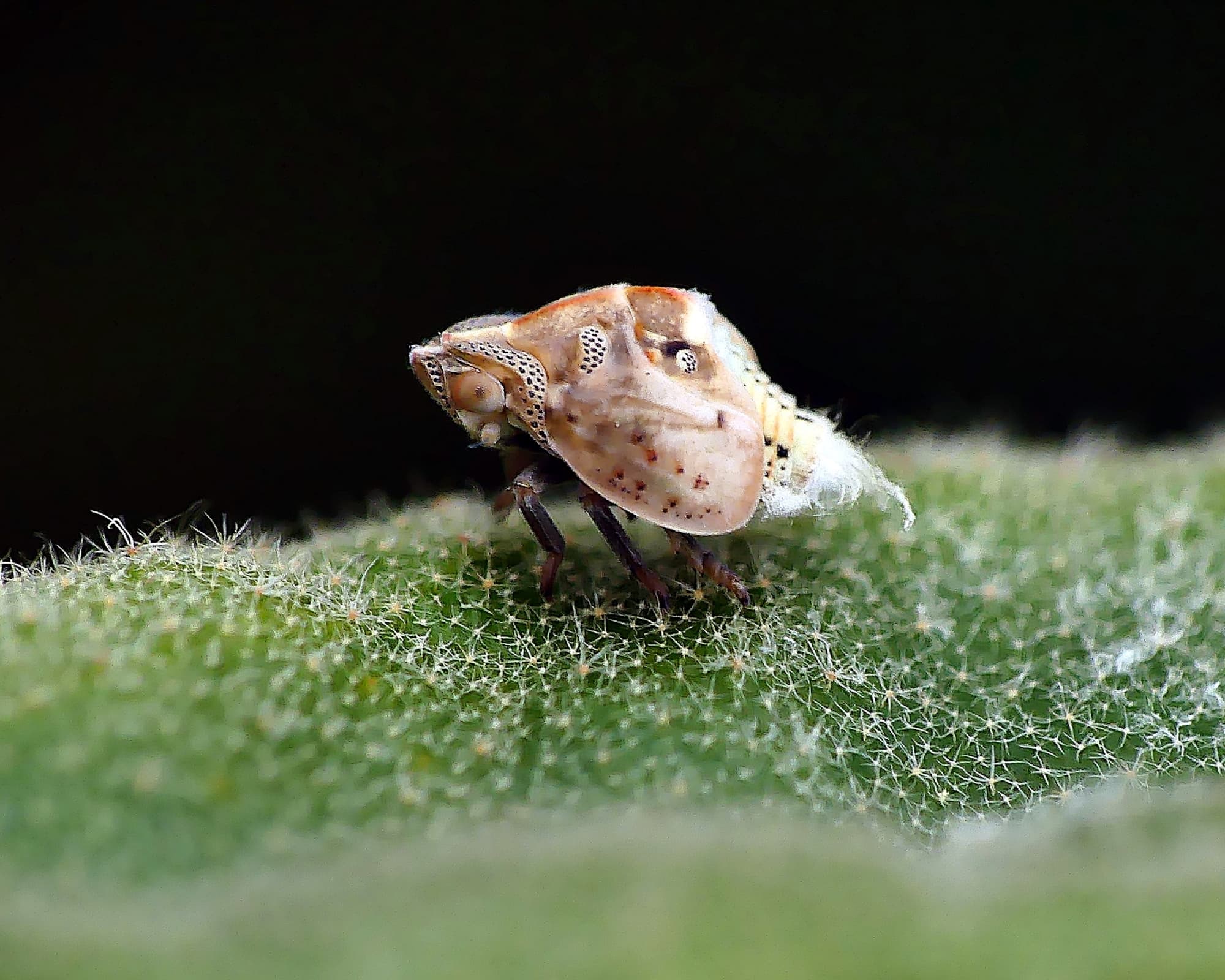 Flatid Planthopper (suborder Auchenorrhyncha, family Flatidae), Adelaide SA © Marianne Broug