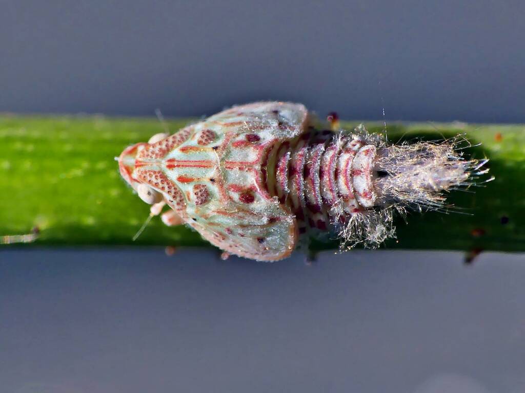 Flatid Planthopper (family Flatidae), Adelaide SA © Marianne Broug