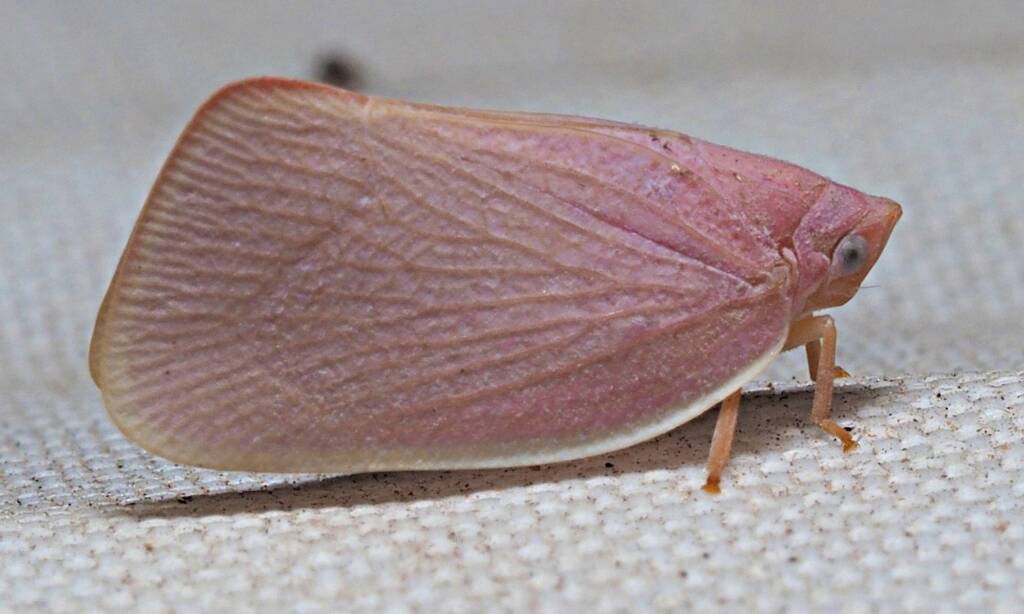 Flatidae Planthopper, Kalamunda WA © Christopher Peacock
