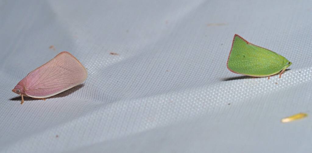 Flatidae Planthopper, Kalamunda WA © Christopher Peacock