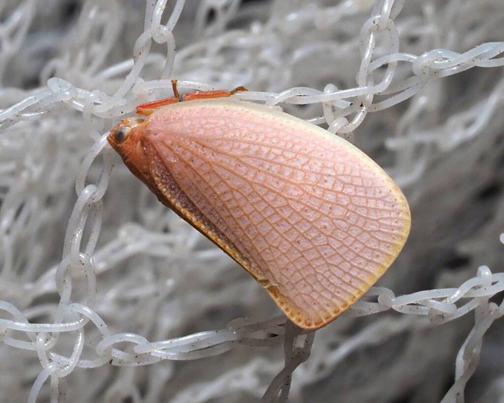 Flatidae Planthopper, Kalamunda WA © Christopher Peacock