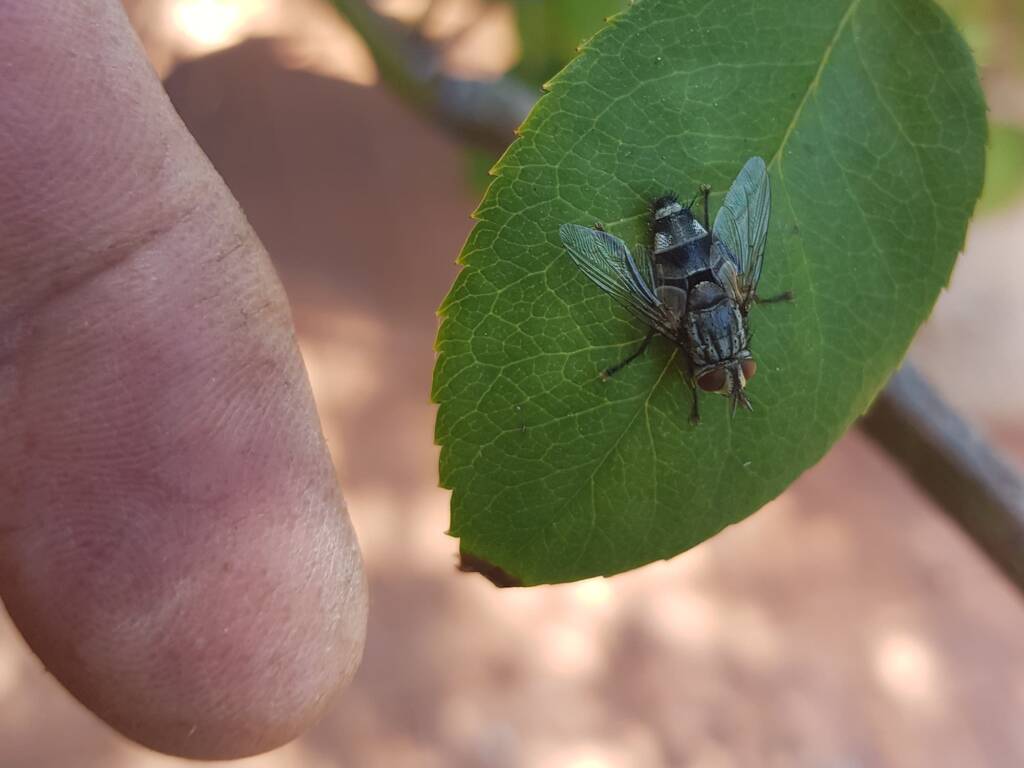 Exorista (fly, Diptera), Alice Springs NT