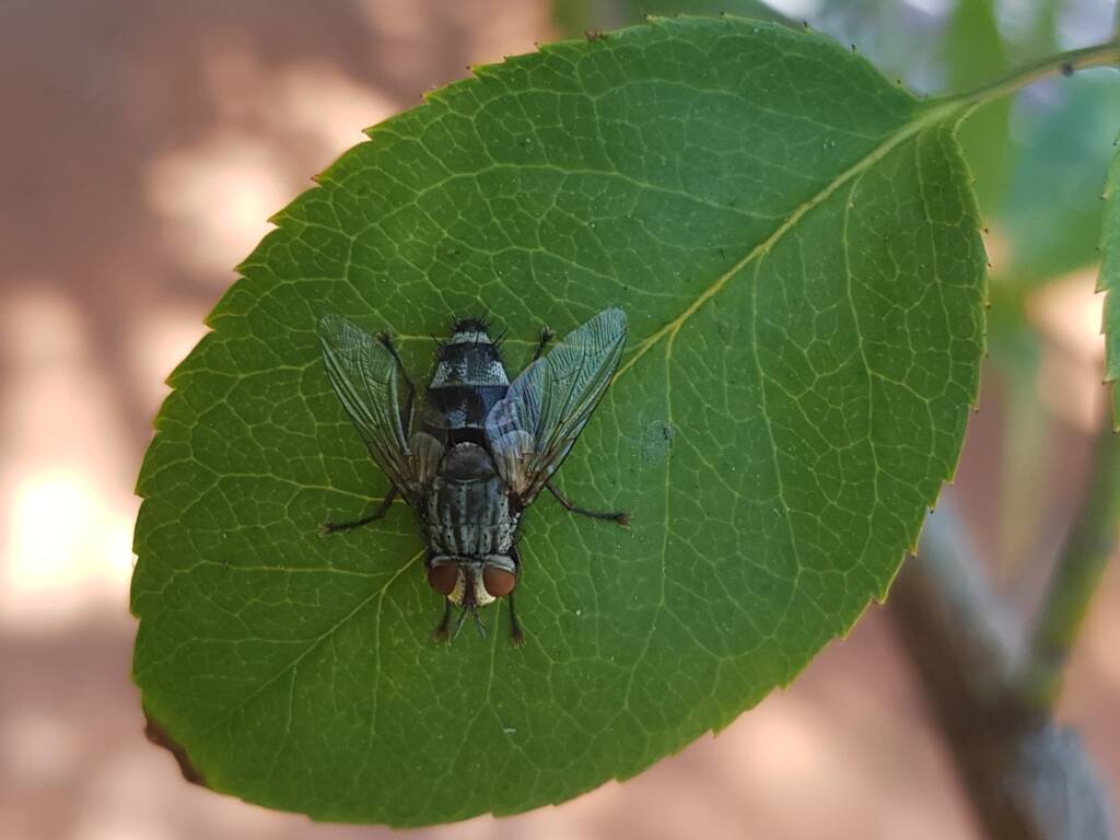 Exorista (fly, Diptera), Alice Springs NT