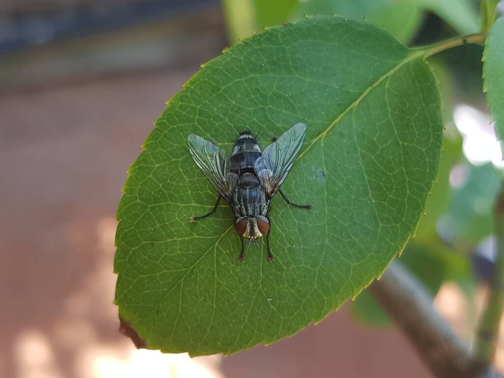 Exorista (fly, Diptera), Alice Springs NT