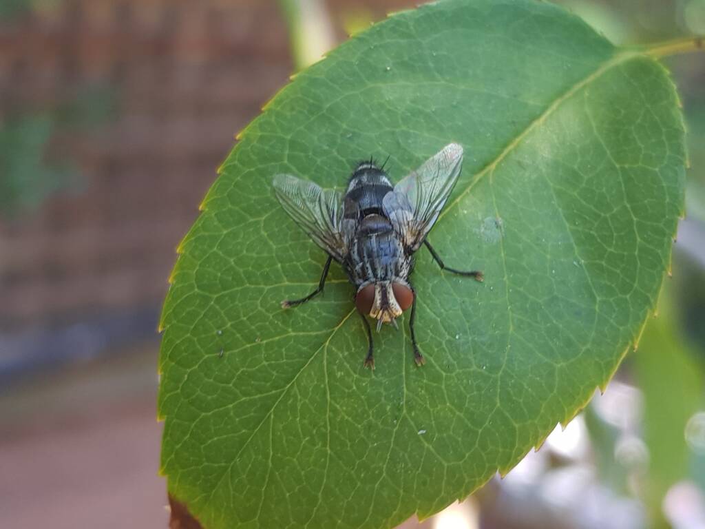 Exorista (fly, Diptera), Alice Springs NT