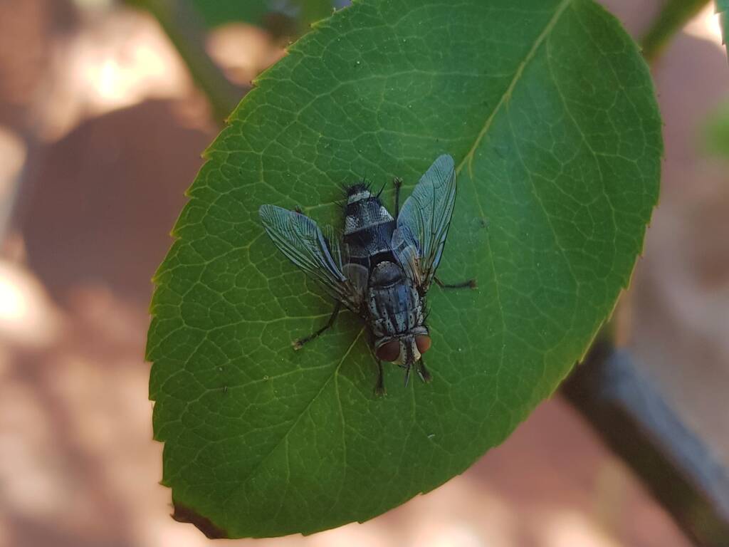 Exorista (fly, Diptera), Alice Springs NT