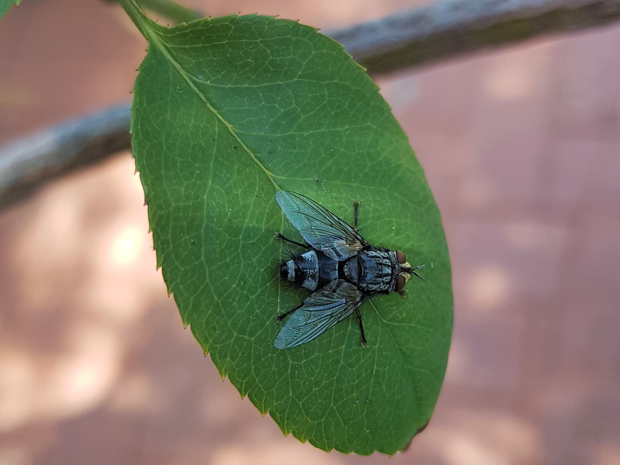 Exorista (fly, Diptera), Alice Springs NT