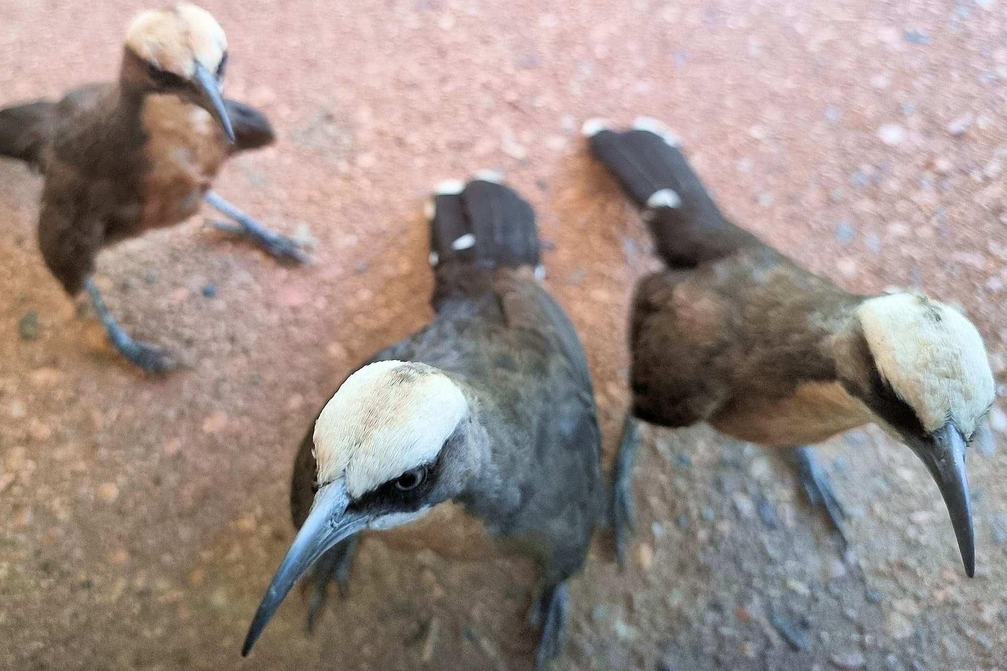Grey-crowned Babbler (Pomatostomus temporalis), Alice Springs Desert Park NT