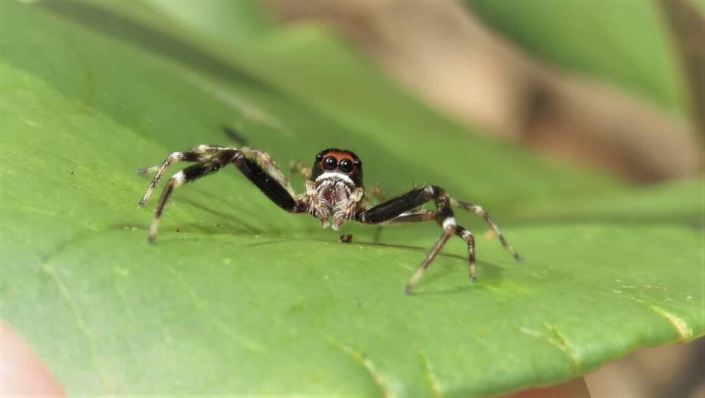 Helpis minitabunda (Bronze Hopper), Wallaga Lake NSW © Deb Taylor