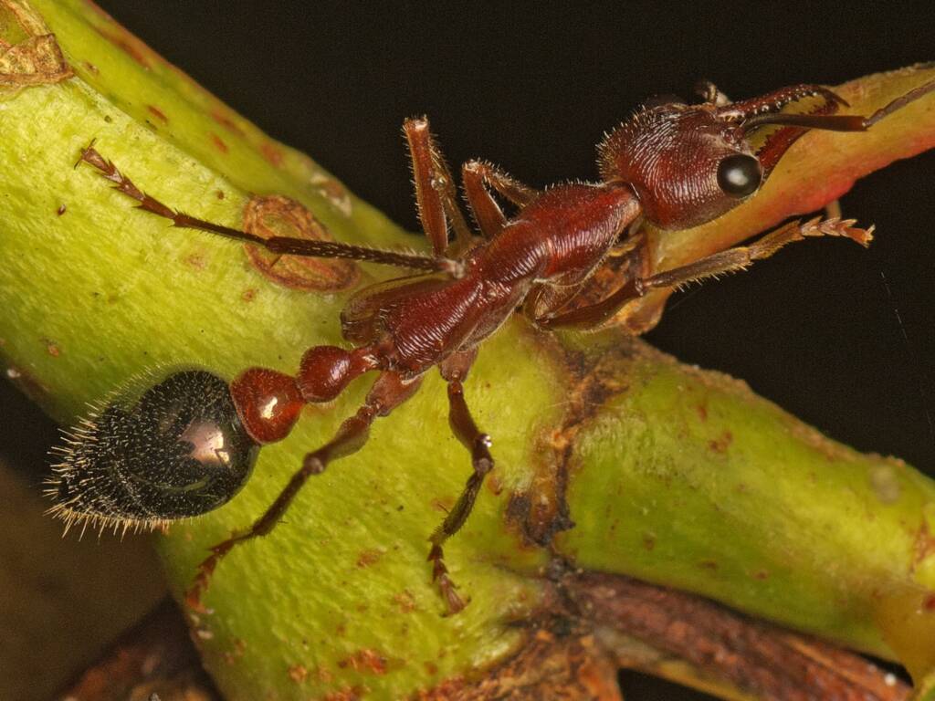 Myrmecia forficata (Inchman Ant), Tantawangalo Mountain Rd, Tantawangalo NSW © Tony Eales