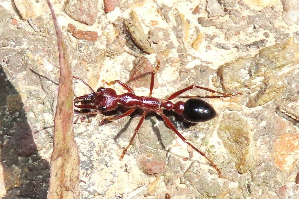 Inchman Ant (Myrmecia forficata), Bermagui NSW © Deb Taylor