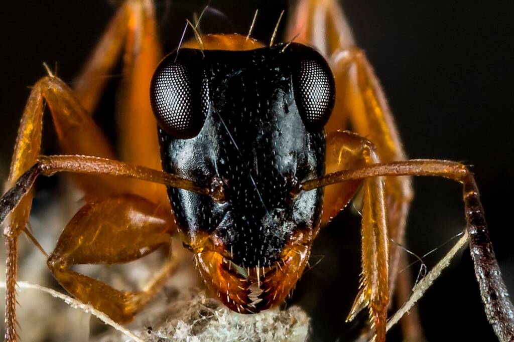 Black-headed Strobe Ant (Opisthopsis rufithorax), Emerald Beach NSW © Norm Farmer