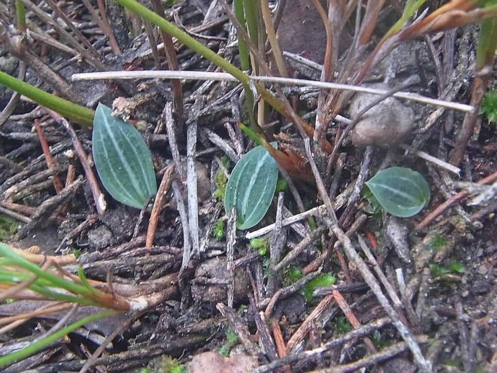 Praecoxanthus aphyllus (Leafless Orchids), Southern Western WA © Terry Dunham