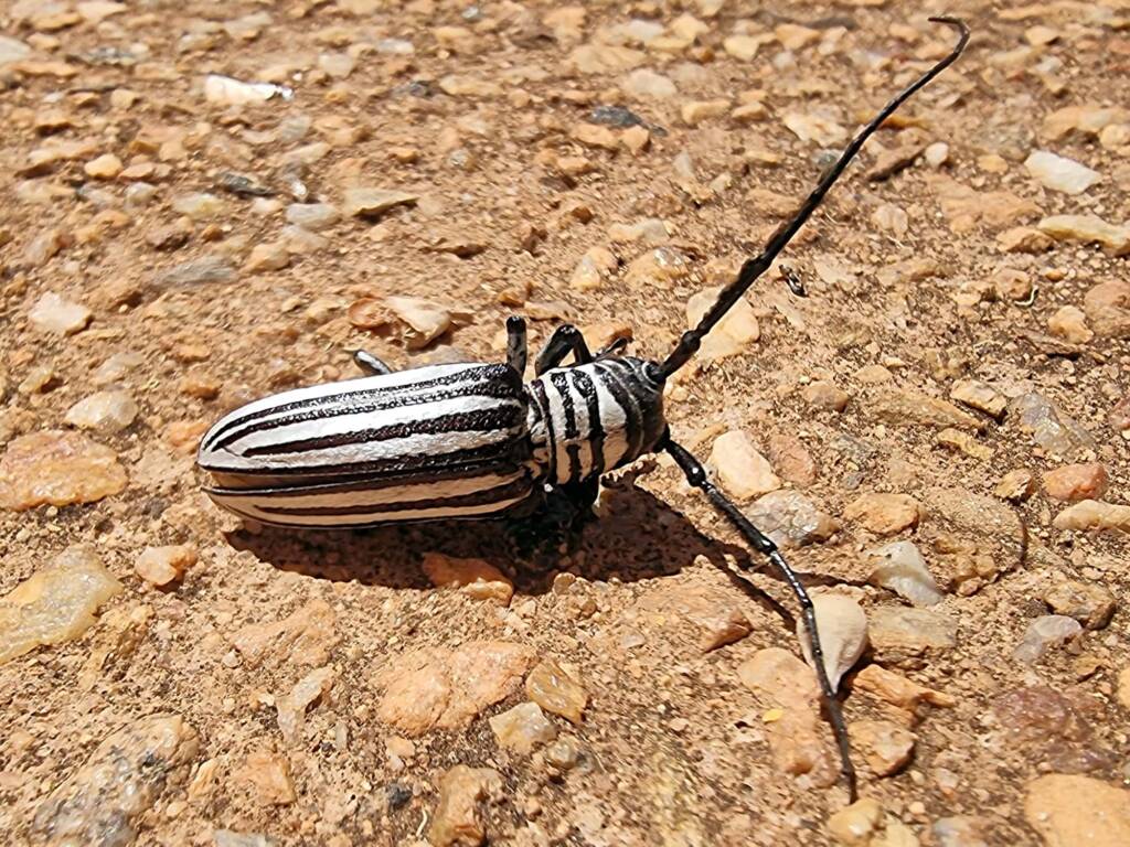 Rhytiphora dallasi (Longicorn Beetle), Alice Springs Desert Park NT
