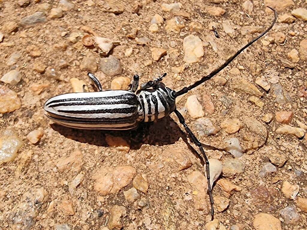 Rhytiphora dallasi (Longicorn Beetle), Alice Springs Desert Park NT