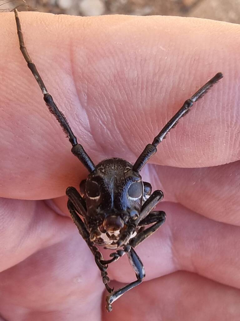 Rhytiphora dallasi (Longicorn Beetle), Alice Springs Desert Park NT