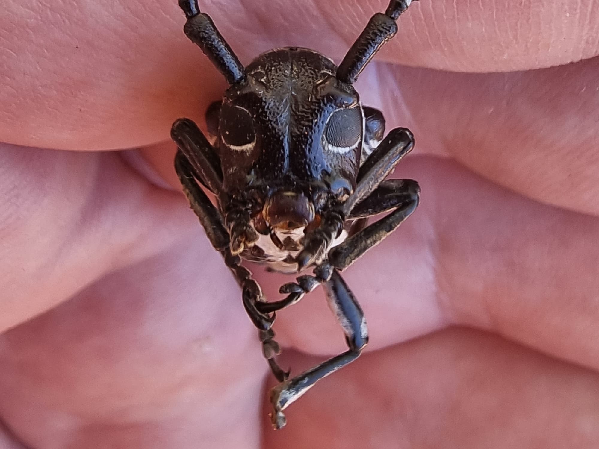 Rhytiphora dallasi (Longicorn Beetle), Alice Springs Desert Park NT