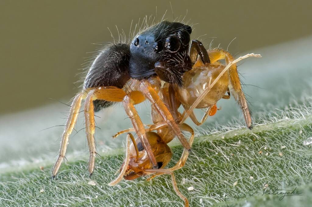 Round Ant Eater Spider (Zenodorus orbiculatus), Darwin NT © Tissa Ratnayeke