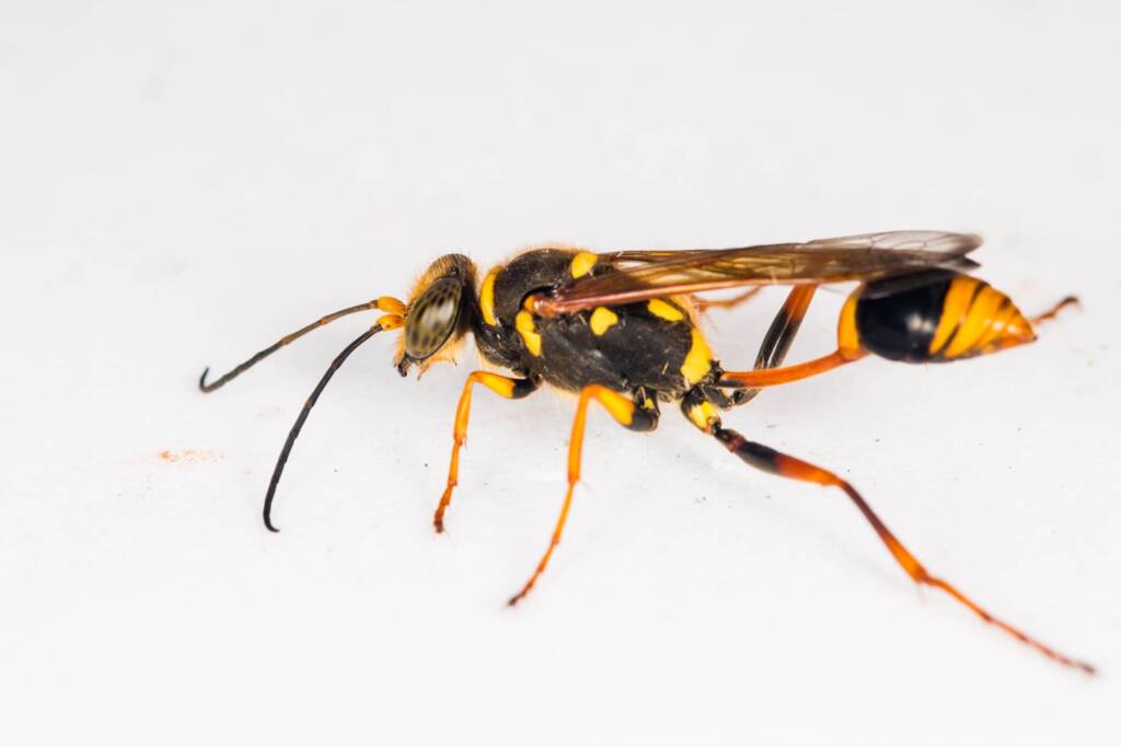 Vase-cell Mud-dauber Wasp (Sceliphron formosum), Emerald Beach NSW © Norm Farmer