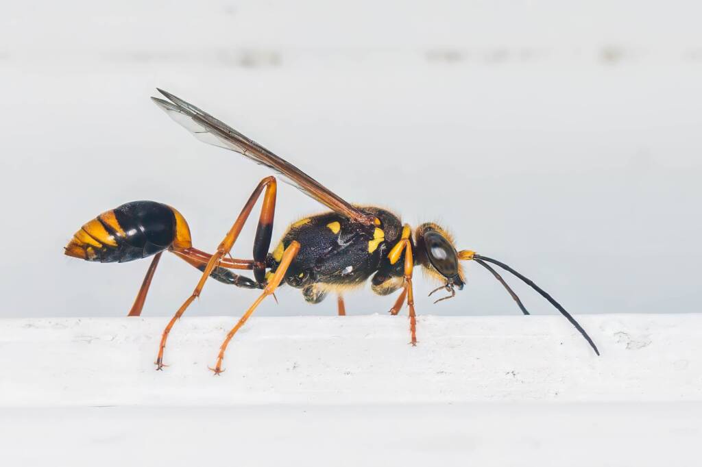 Vase-cell Mud-dauber Wasp (Sceliphron formosum), Emerald Beach NSW © Norm Farmer