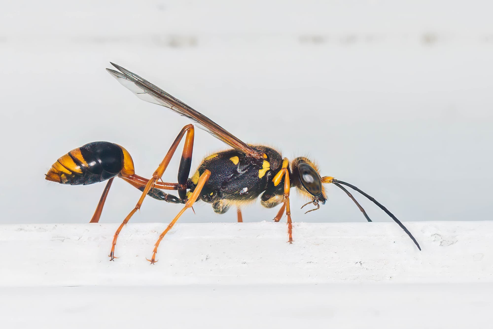 This pretty girl is the Vase-cell Mud-dauber Wasp