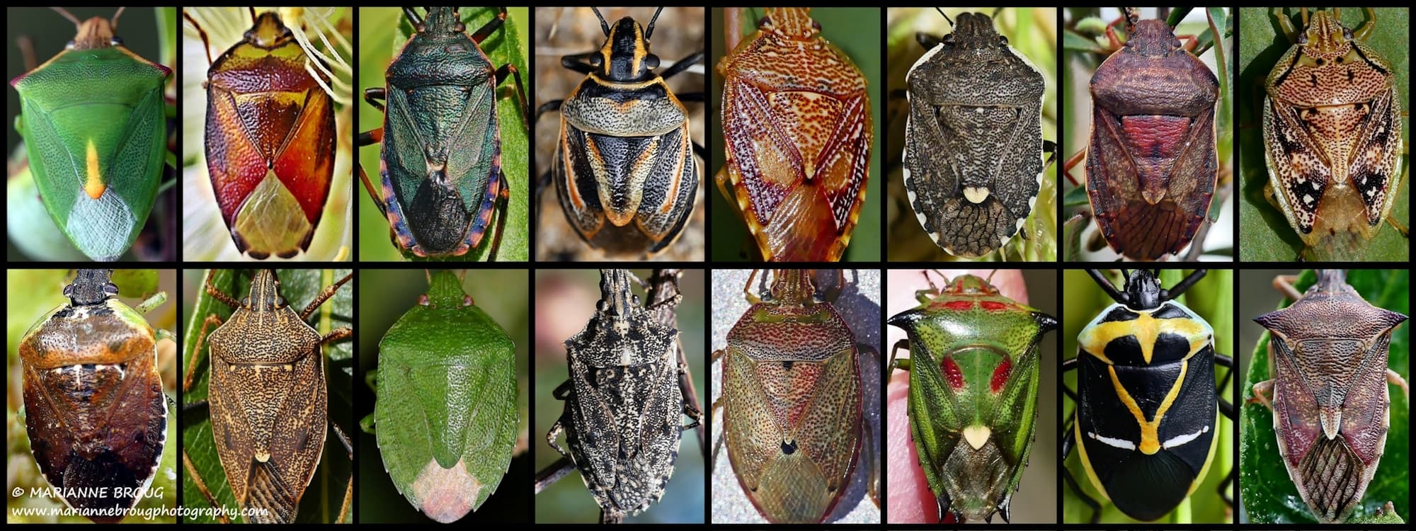 Blogging Shield Bugs and Stink Bugs