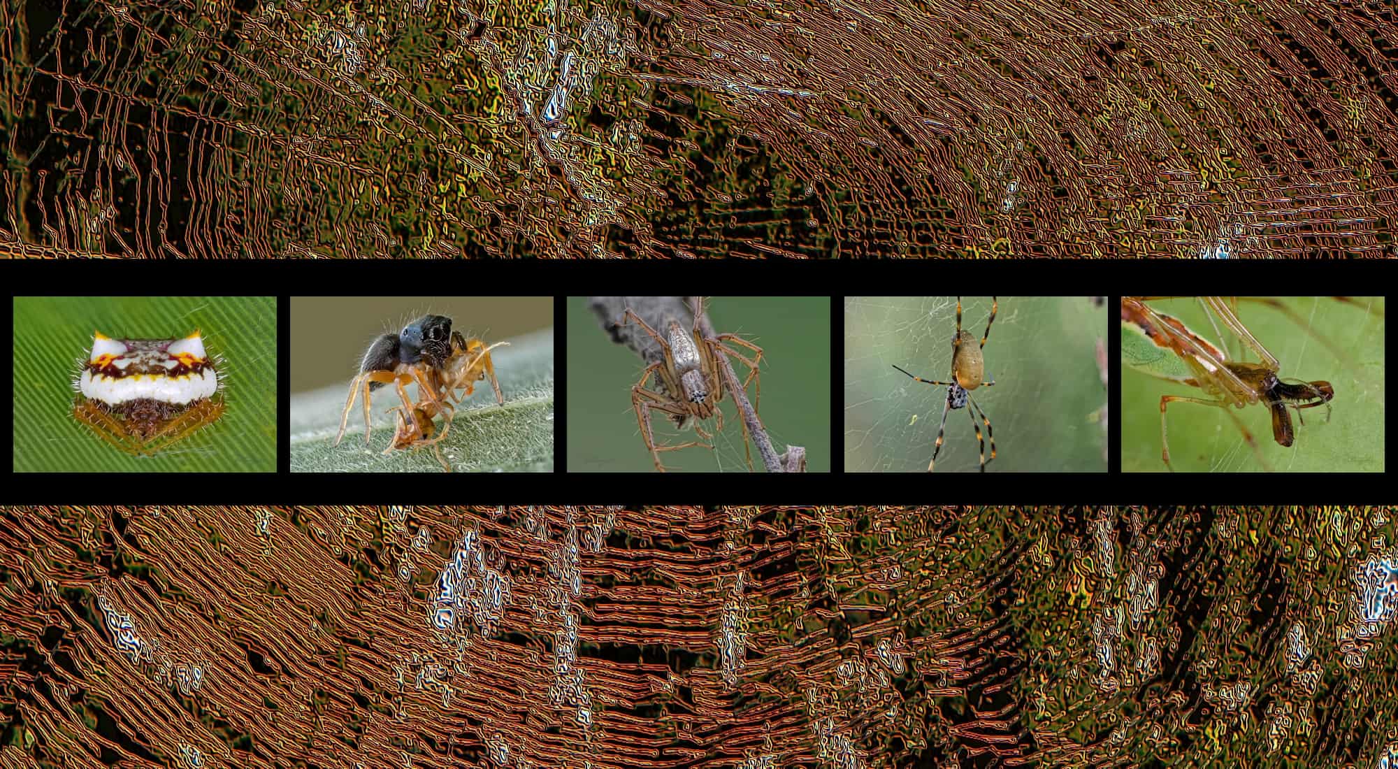 Top End Spider Adventure
