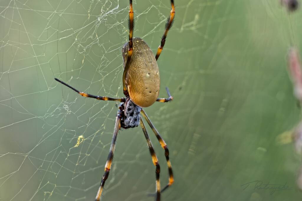 Tiger Spider (Trichonephila plumipes), Darwin NT © Tissa Ratnayeke