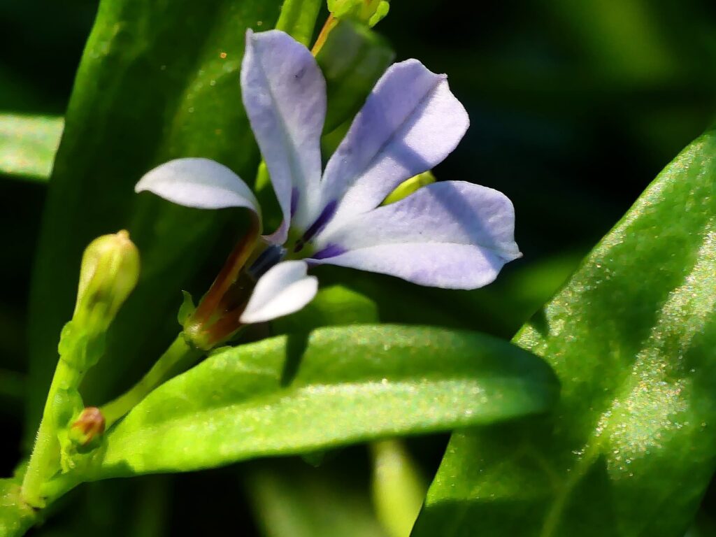 Angled Lobelia (Lobelia anceps), Adelaide SA © Marianne Broug