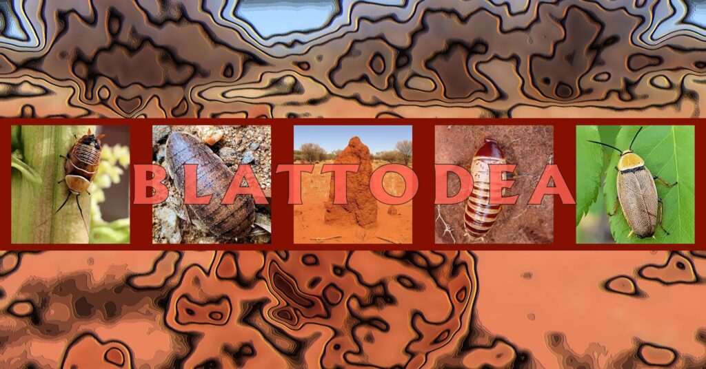 Blattodea - Ausemade filmstrip