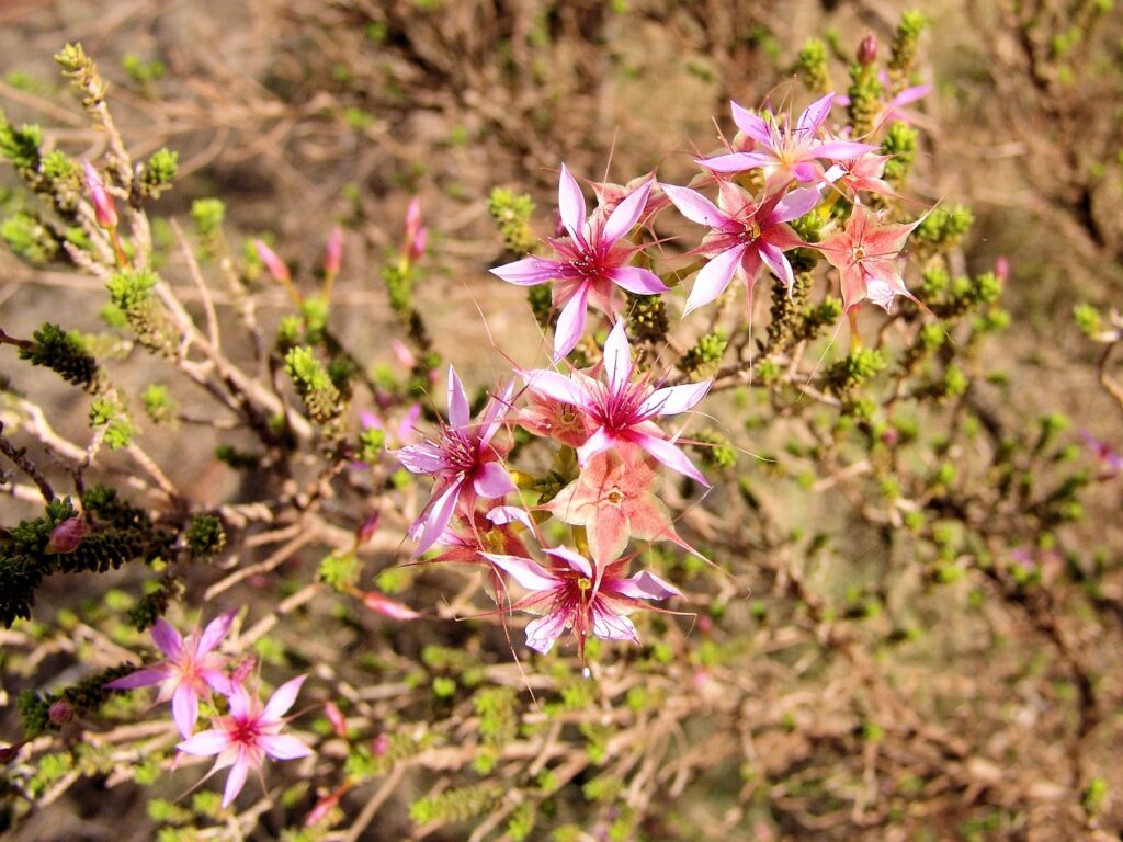 Keeled Fringe-Myrtle (Calytrix carinata), Uluṟu-Kata Tjuṯa National Park NT © Greg Sully
