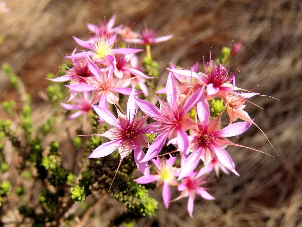 Keeled Fringe-Myrtle (Calytrix carinata), Uluṟu-Kata Tjuṯa National Park NT © Greg Sully