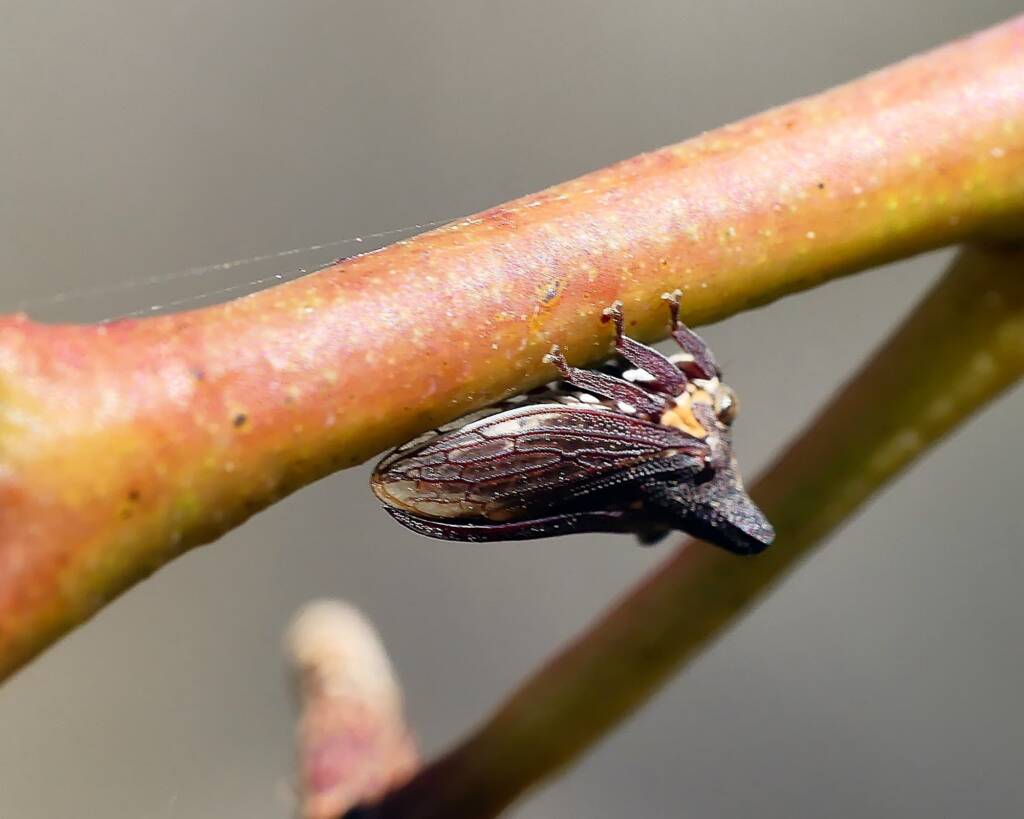 Ceraon tasmaniae, Belair SA © Marianne Broug