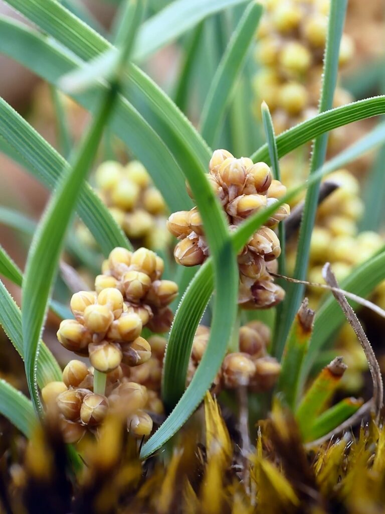 Dwarf Mat-Rush (Lomandra nana), Belair SA © Marianne Broug