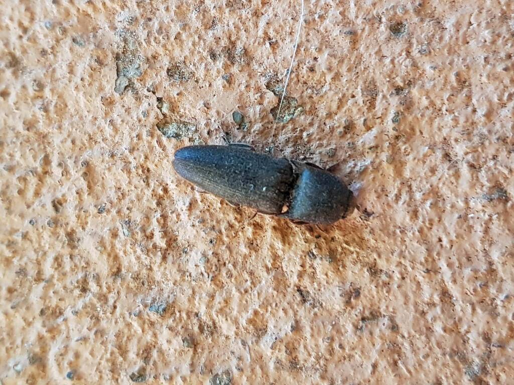 Click Beetle (family Elateridae), Alice Springs NT