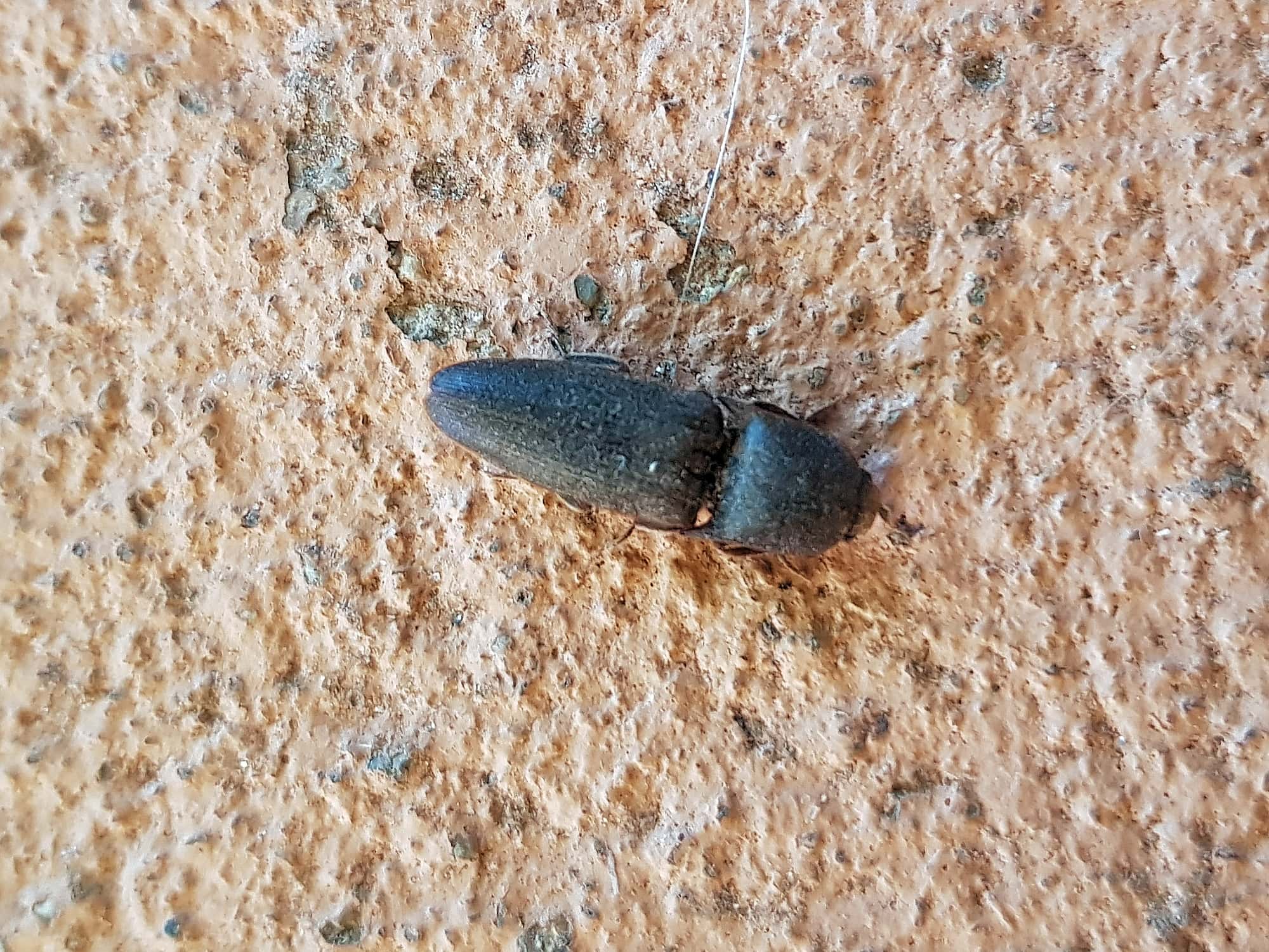 Click Beetle (family Elateridae), Alice Springs NT