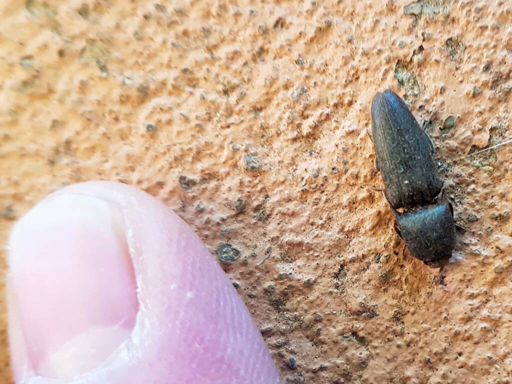Click Beetle (family Elateridae), Alice Springs NT