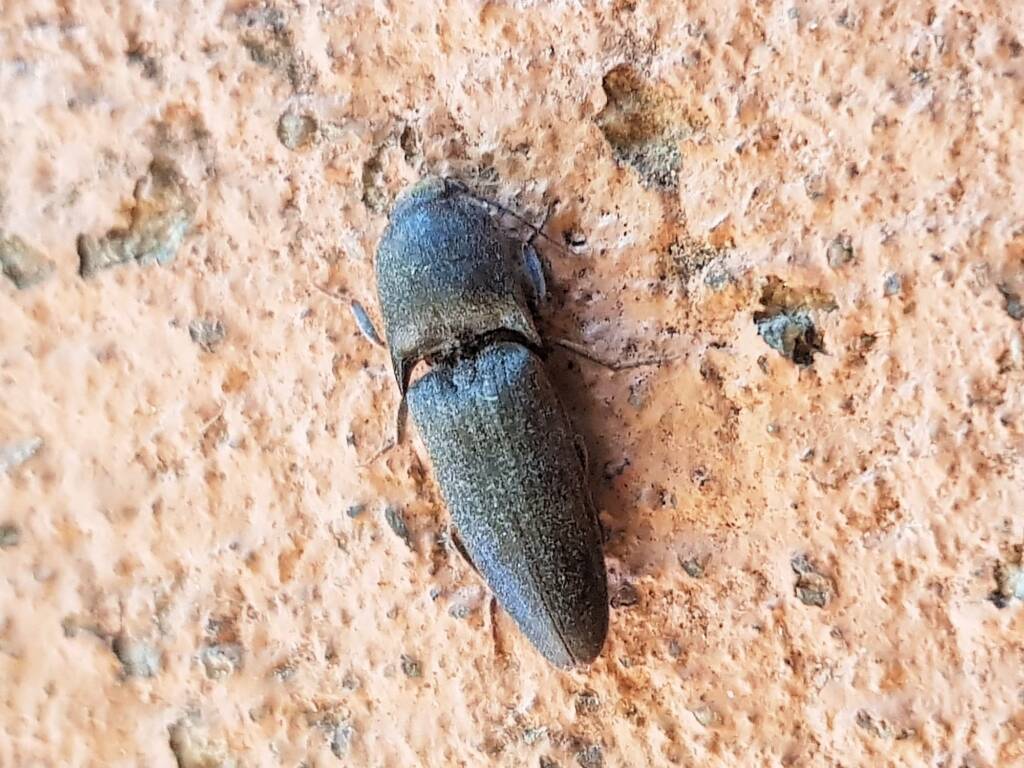 Click Beetle (family Elateridae), Alice Springs NT