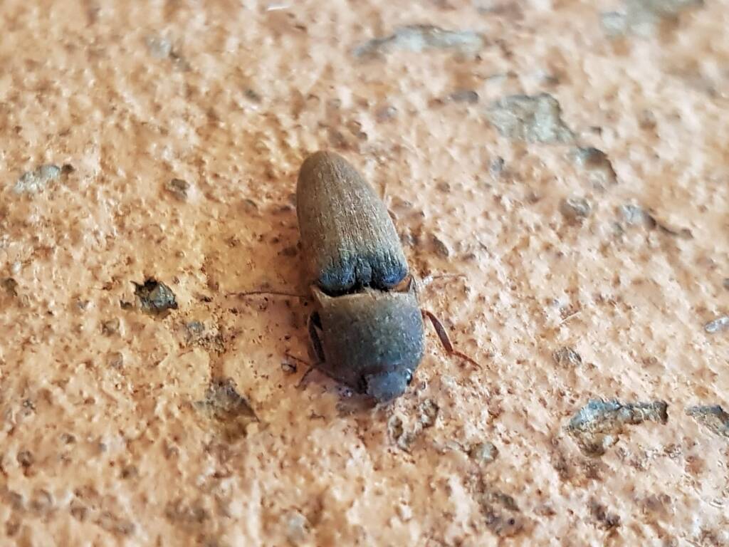 Click Beetle (family Elateridae), Alice Springs NT