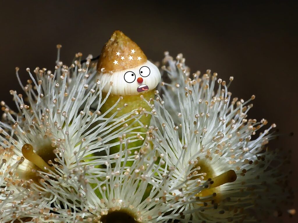 Eucalyptus microcarpa flower pixie © Marianne Broug