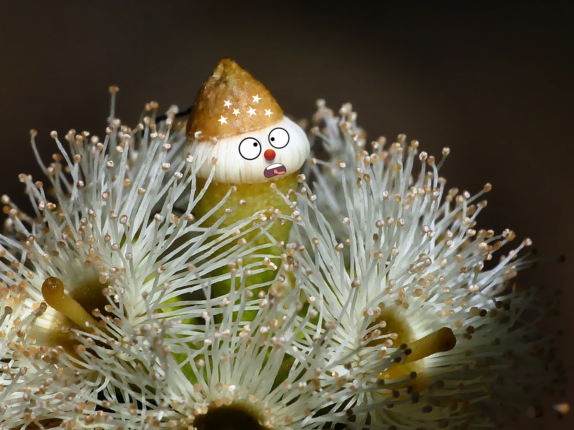 Eucalyptus microcarpa flower pixie © Marianne Broug