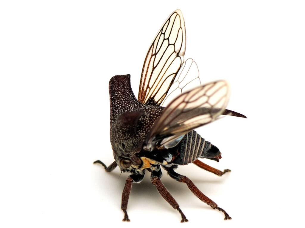 Genus Eufairmairiella, Canberra Central ACT © Tony Eales