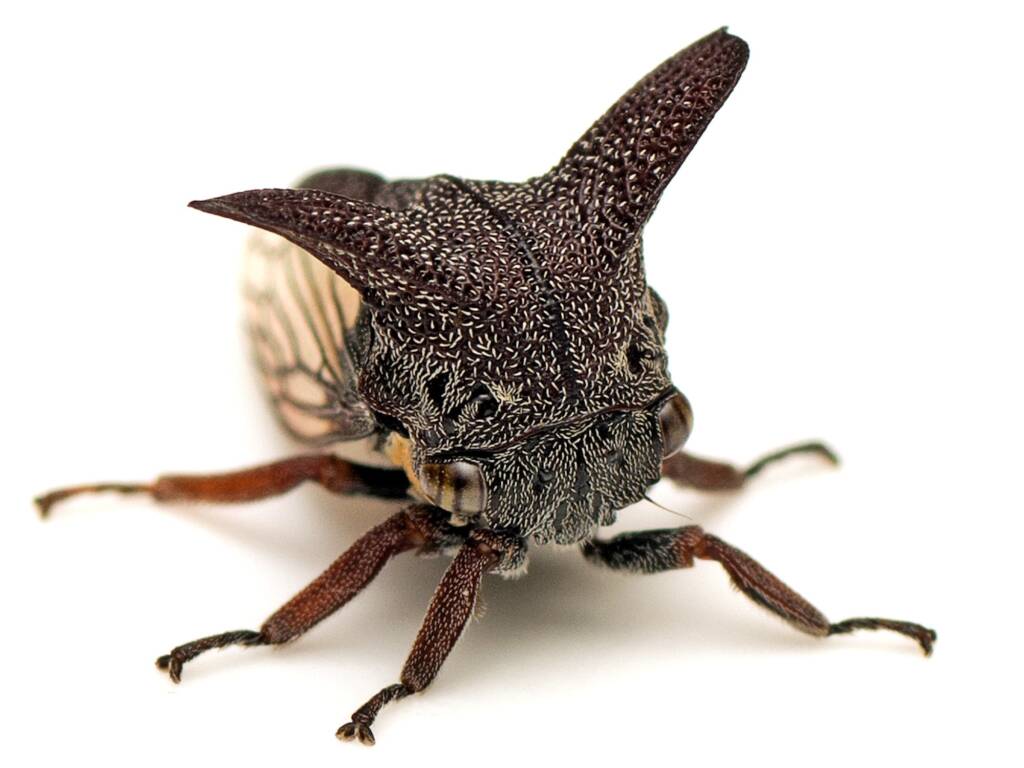 Genus Eufairmairiella, Canberra Central ACT © Tony Eales