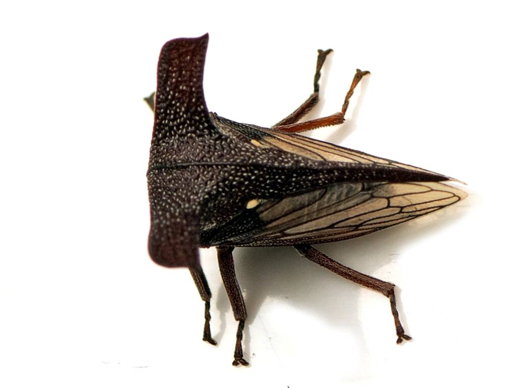 Genus Eufairmairiella, Canberra Central ACT © Tony Eales
