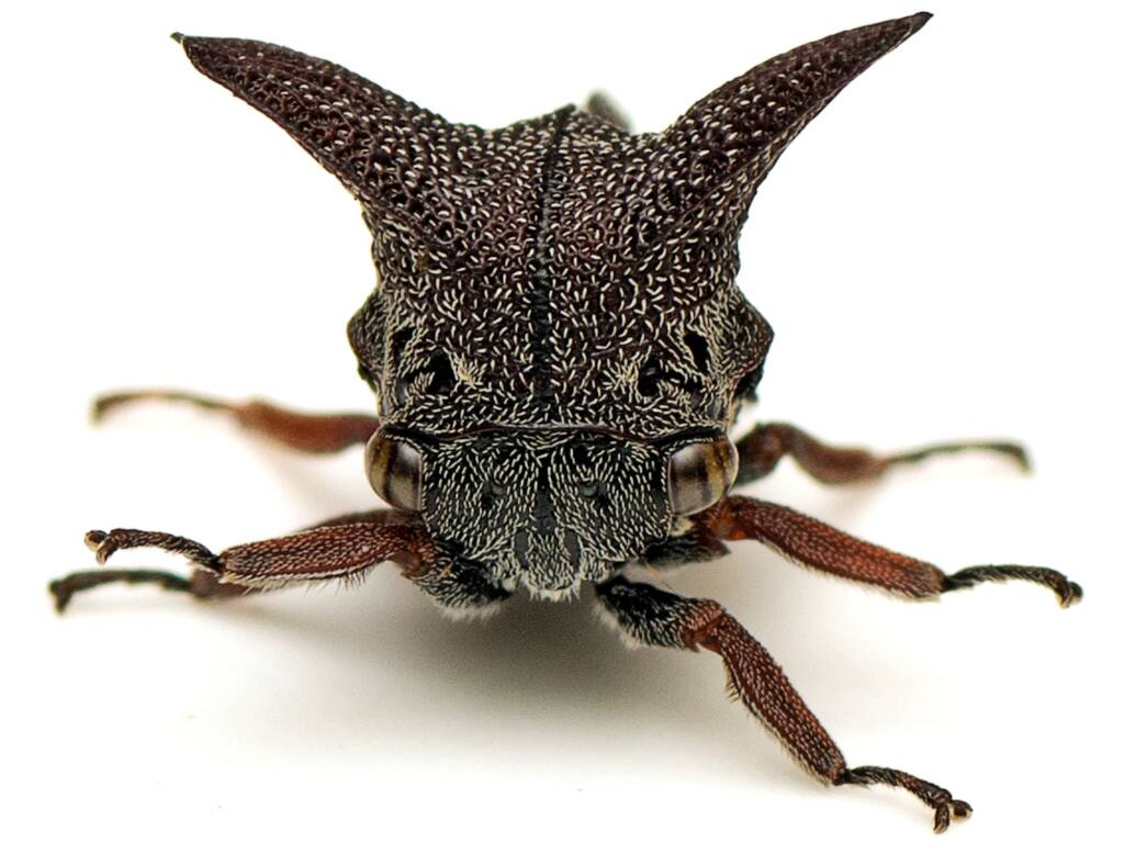 Genus Eufairmairiella, Canberra Central ACT © Tony Eales